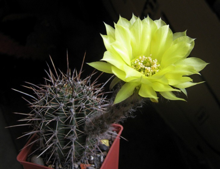 Lobivia aurea v. falax