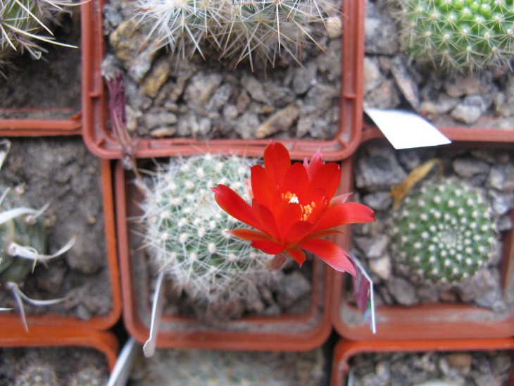 Aylostera sp.