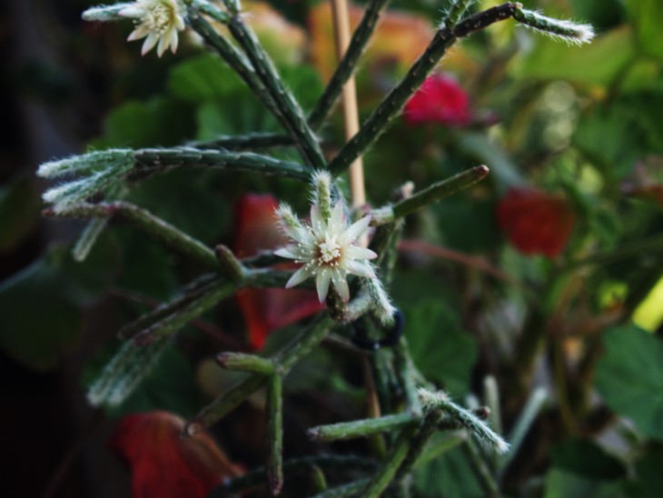 Rhipsalis pilocarpa 2.JPG