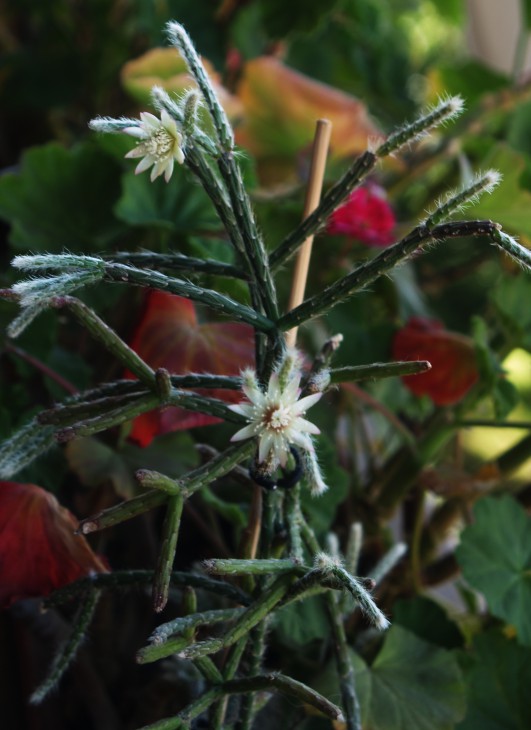 Rhipsalis pilocarpa.JPG