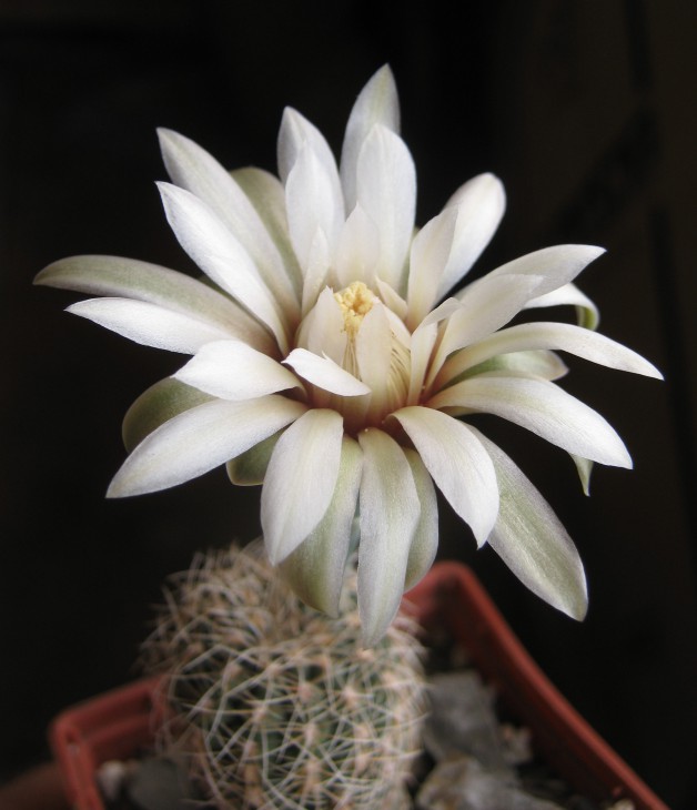 Gymnocallycium papschii