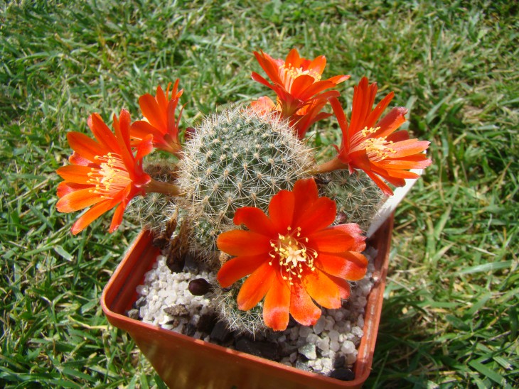 Aylostera pseudodeminuta v. shneideriana