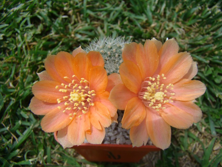 Aylostera simoniana