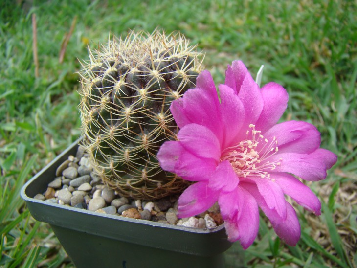 Sulcorebutia purpurea