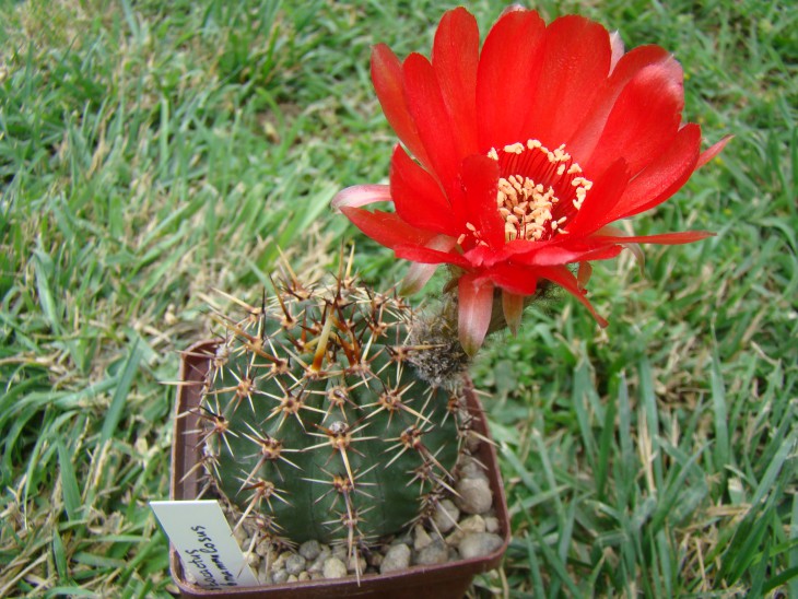 Lobivia dobeana