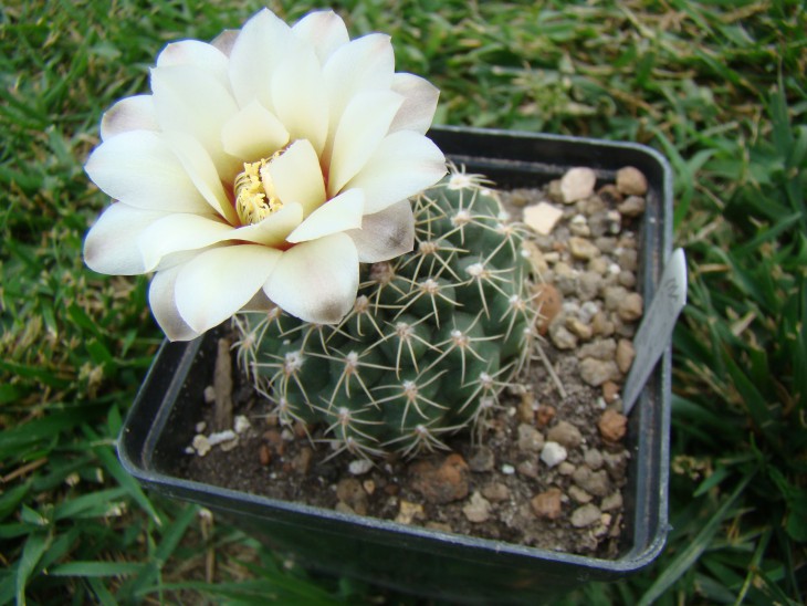 Gymnocalycium calochlorum