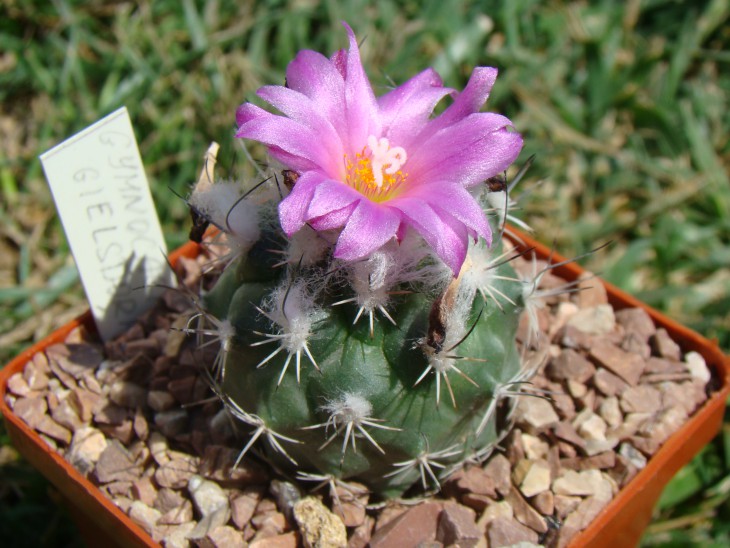 Gymnocactus viereckii