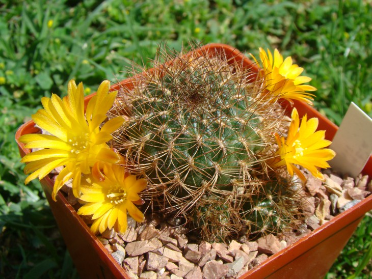 Sulcorebutia menesesii