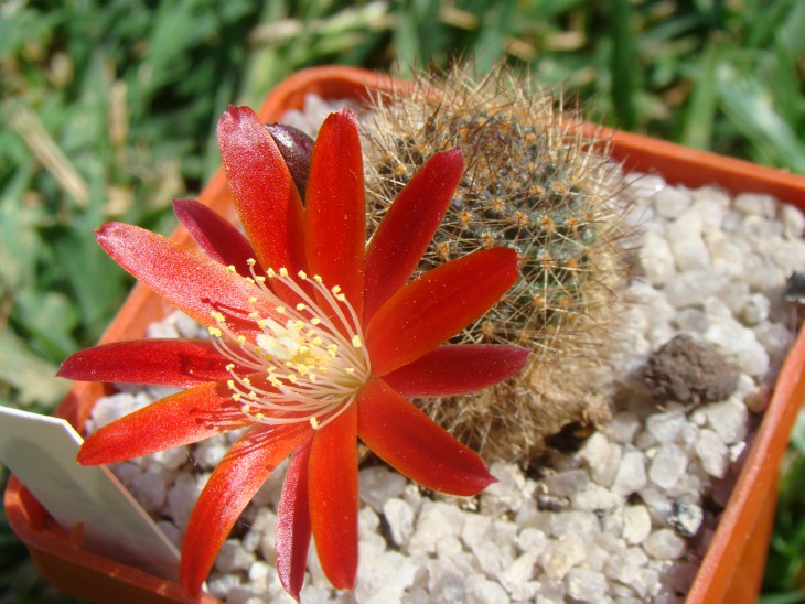 Aylostera fulvise
