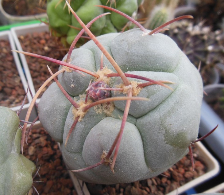 Thelocactus hexaedrophorus