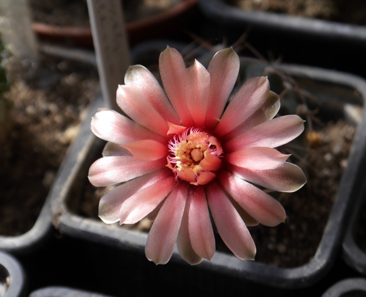 Gymnocalycium baldianum.jpg