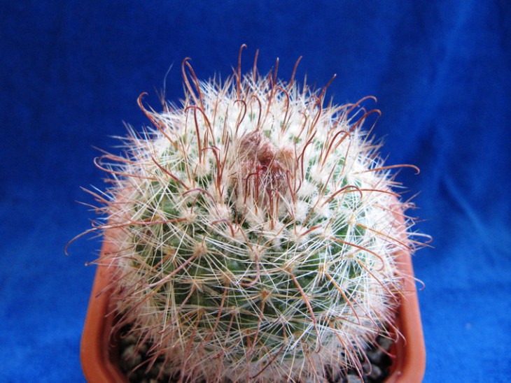 Parodia rubriflora