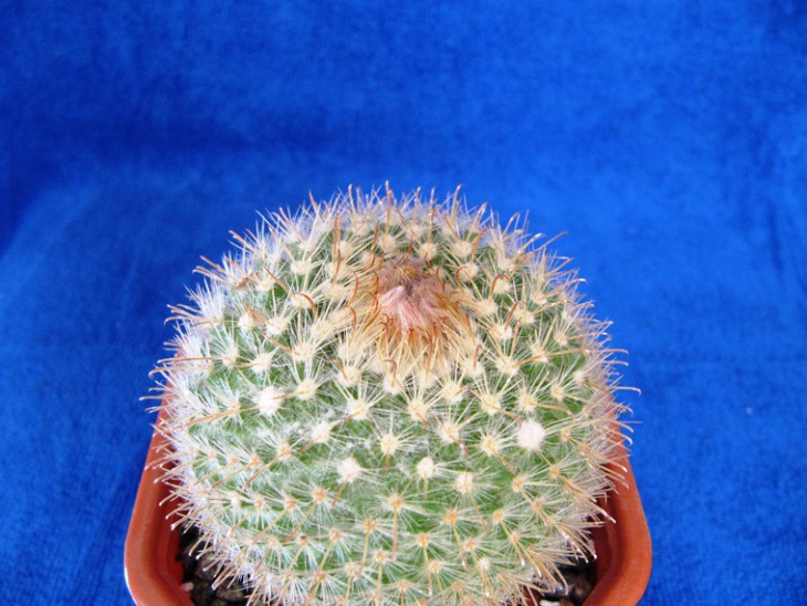 Parodia mutabilis
