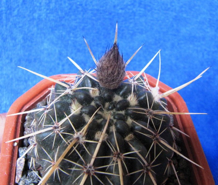 Notocactus turecechianus