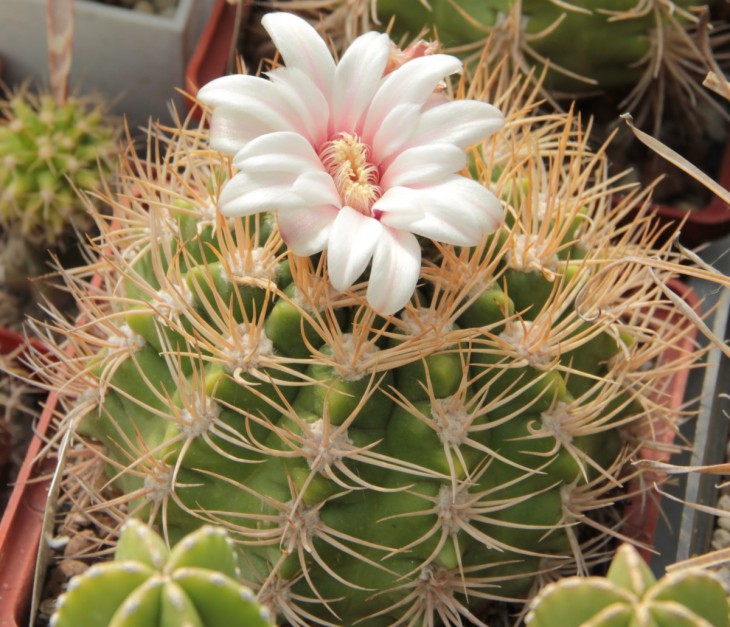 Gymnocalycium valnicekianum