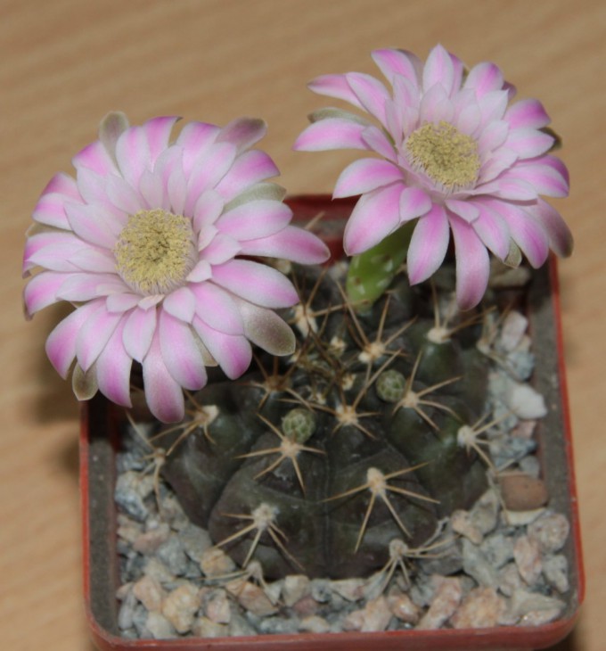 Gymnocalycium damsii v evae STO 983