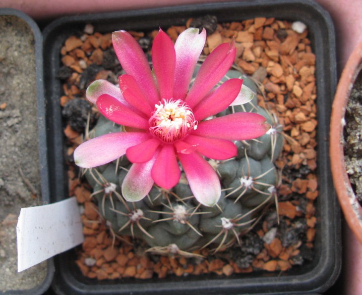 G.baldianum