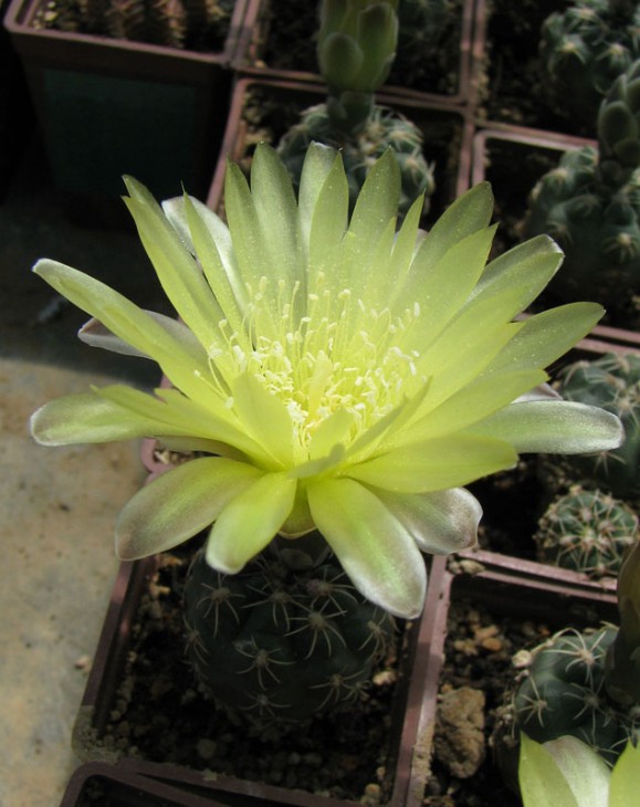 Gymnocalycium andreae (горшок тройка)