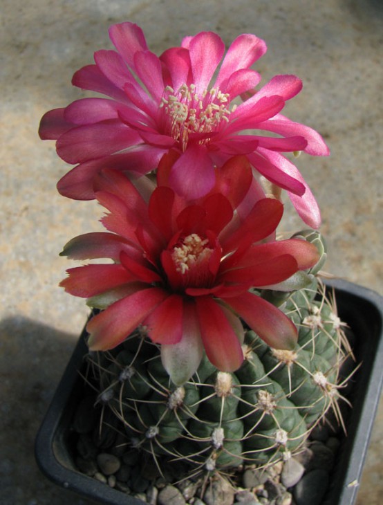 Gymnocalycium baldianum