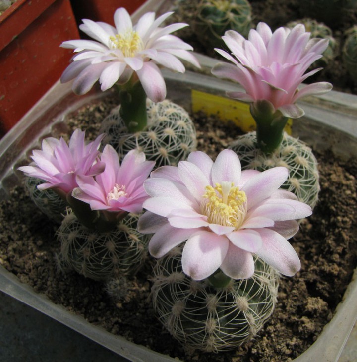 Gymnocalycium bruchii v.albispinum La Falda D 10350.695