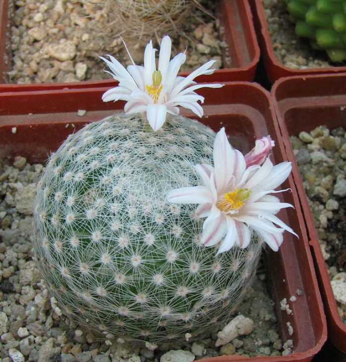 Mammillaria lenta