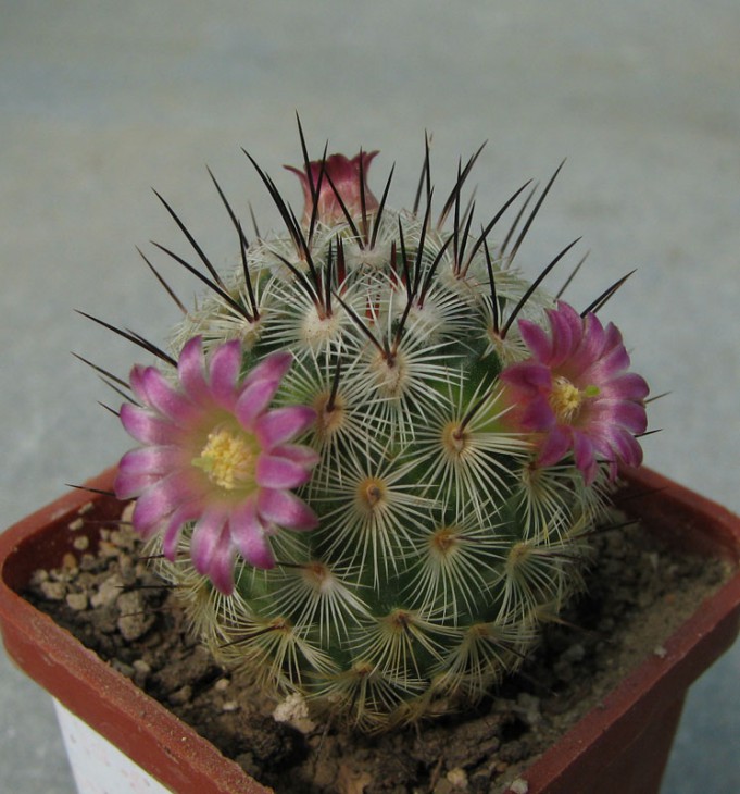 Mammillaria microhelia ML285 MG 785.3
