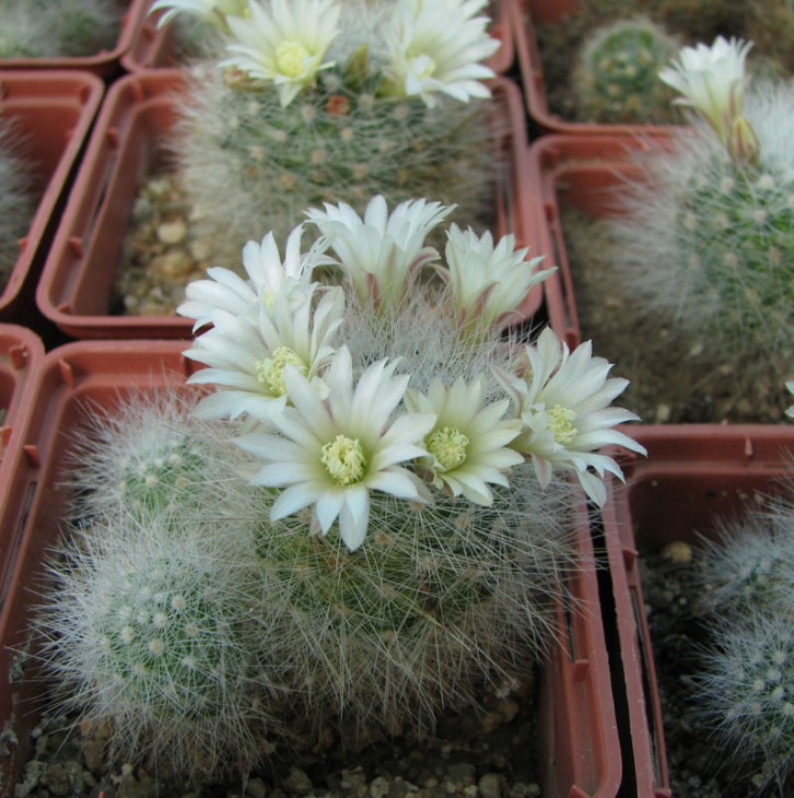 Mammillaria schwarzii