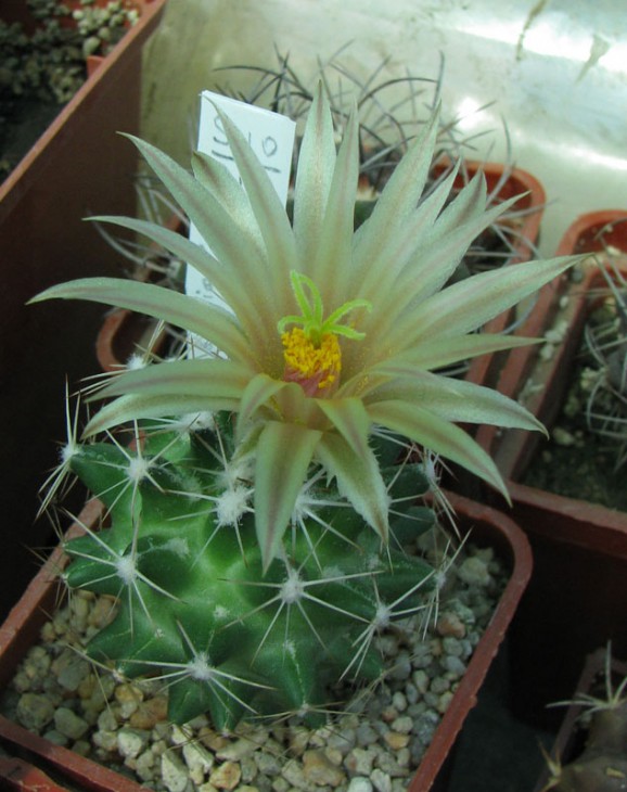 Escobaria/Neobesseya wismanii