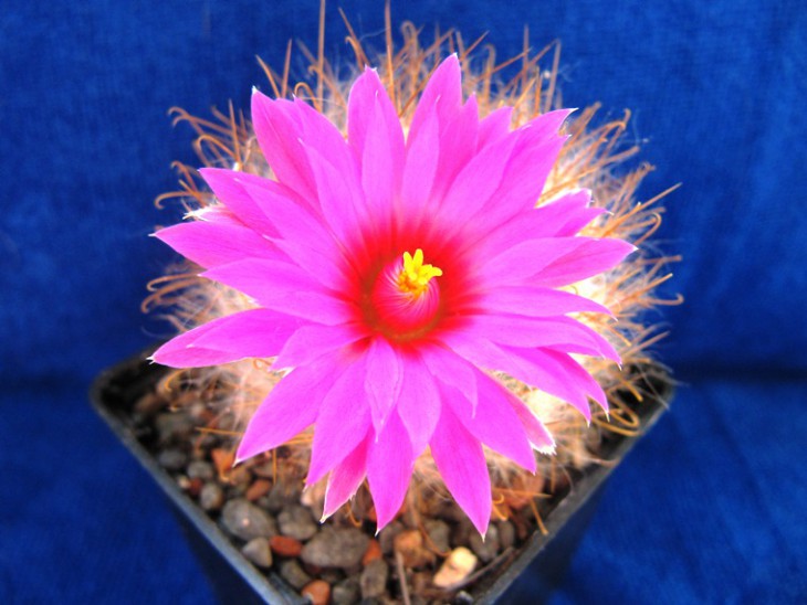 Mammillaria guelzowiana