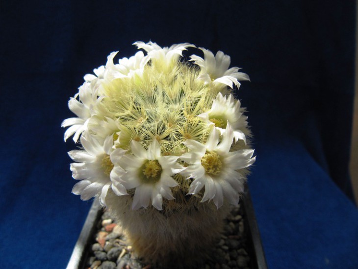 Mammillaria carmenae
