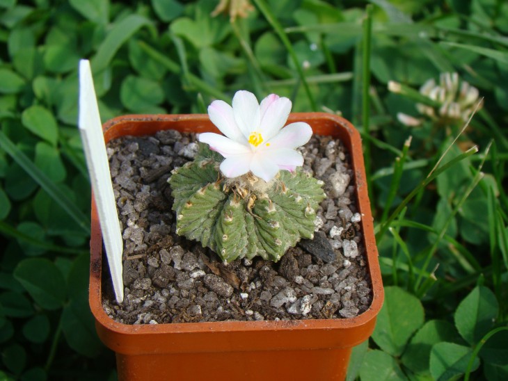 Aztekium ritteri