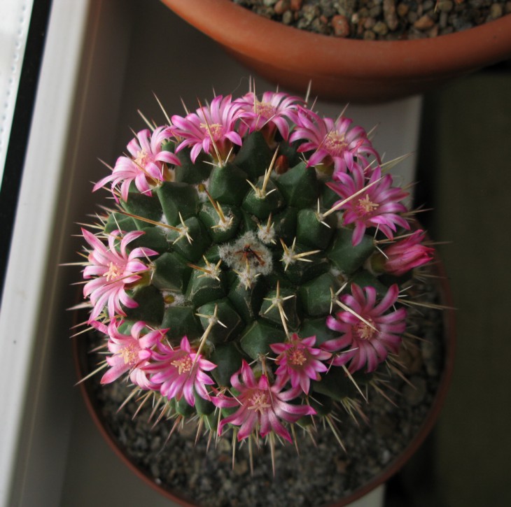 M.centricirra