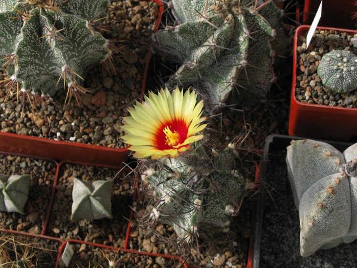A.capricorne