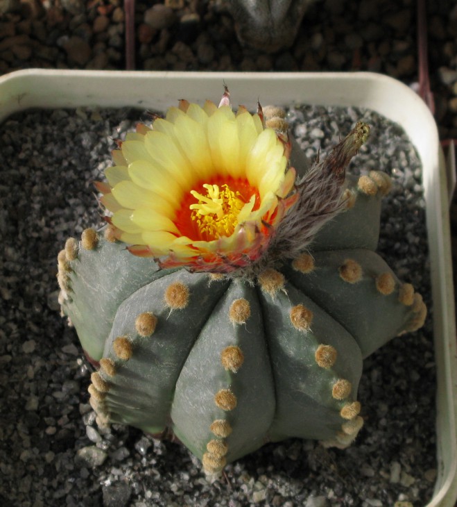 A.asterias гибр.