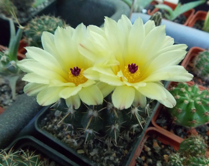 Notocactus submammulosus