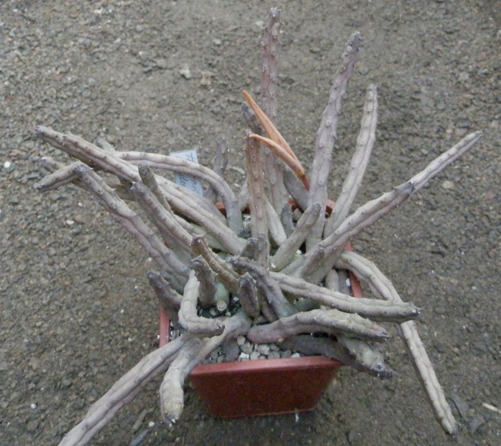 P3141959.JPG