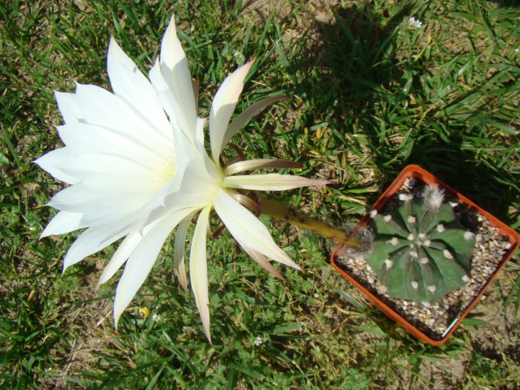 Echinopsis denudatum