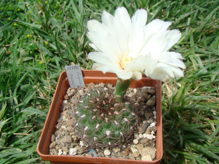 Gymnocalycium mesopotamicum