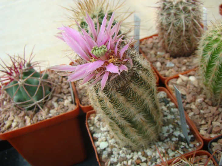 Echinocereus reichenbachii