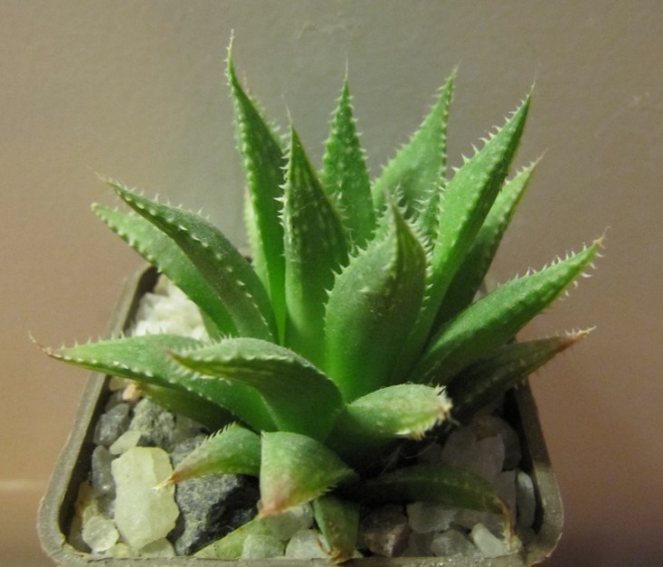 090531 Haworthia translucens.JPG