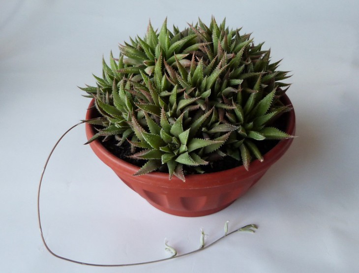 Haworthia translucens.JPG