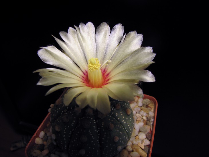 Astrophytum asterias