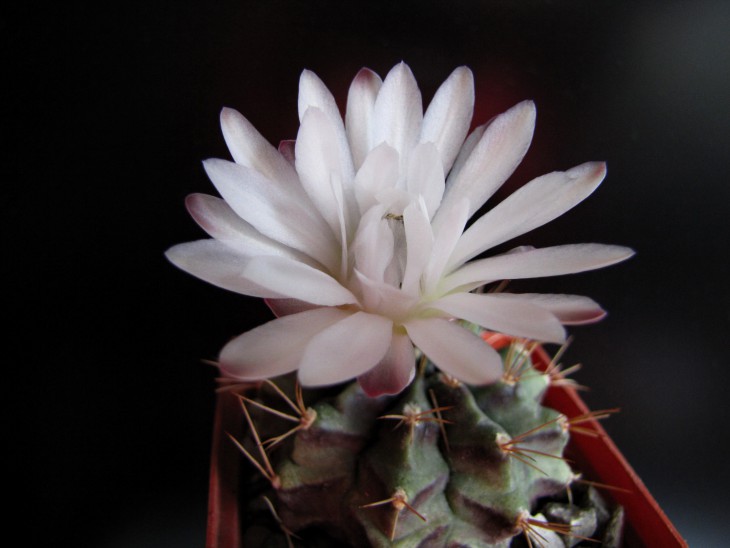 gymnocalycium damsii