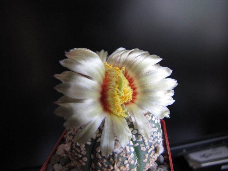 Astrophytum hybr