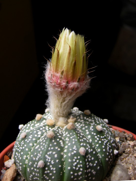 Astrophitum acterias