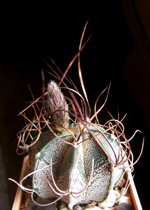 Astrophitum capricorne v. niveum