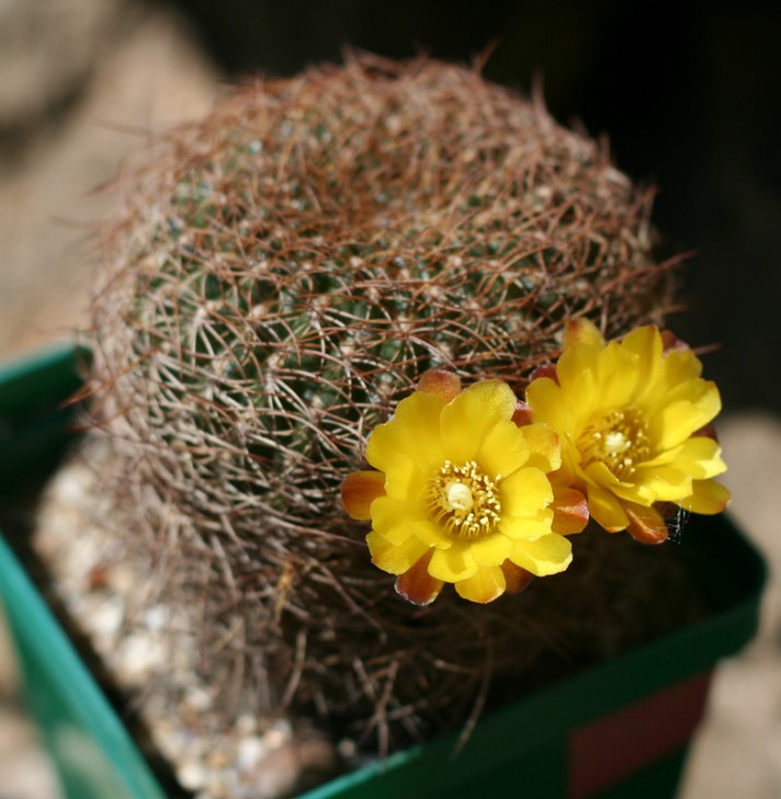 sulcorebutia candiae