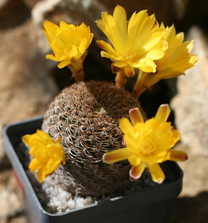 sulcorebutia arenacea