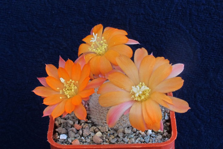 Aylostera heliosa v_condorensis1