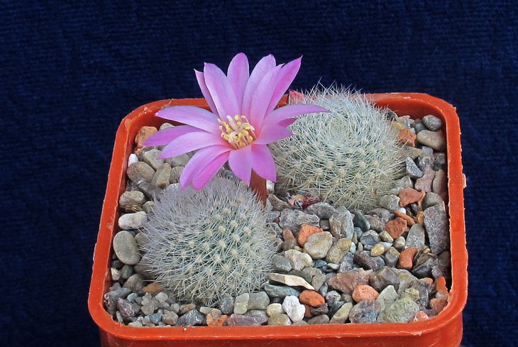 Aylostera narvaecensis